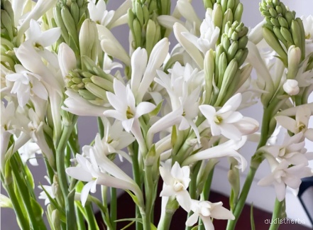 Polianthes tuberosa flower10.jpg